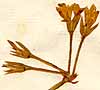Geranium alchimilloides L., blomställning x8