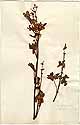 Geranium alceoides L., framsida