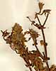 Geranium alceoides L., inflorescens x8