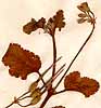Geranium althaeoides L., blomställning x6
