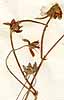 Geranium argenteum L., blomställning x7