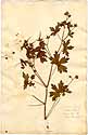 Geranium bohemicum L., framsida