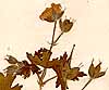 Geranium bohemicum L., blomställning x8