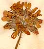 Geranium capitatum L., inflorescens x8