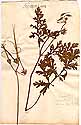 Geranium ciconium L., front
