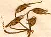 Geranium ciconium L., blomställning x8