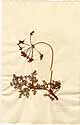 Geranium daucifolium Thunb., framsida