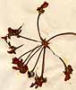 Geranium daucifolium Thunb., blomställning x4