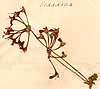 Geranium fulgidum L., närbild, framsida x2