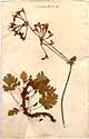 Geranium fulgidum L., framsida