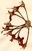 Geranium fulgidum L., flowers x8