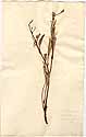 Geranium glaucum L., framsida