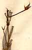 Geranium glaucum L., fruits x6