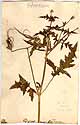 Geranium gruinum L., framsida