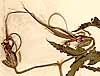 Geranium gruinum L., frukter x3