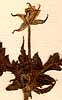 Geranium gruinum L., blomma x8