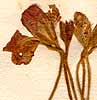 Geranium inquinans L., blommor x8