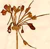 Geranium inquinans L., blomställning x5