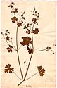 Geranium lucidum L., front