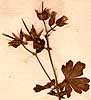 Geranium lucidum L., frukter x8