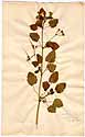 Geranium malacoides L., front