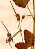 Geranium malacoides L., frukter x6
