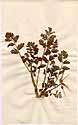 Geranium moschatum Burm. f., front