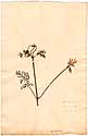 Geranium myrrhifolium L., front