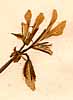 Geranium myrrhifolium L., blomställning x8