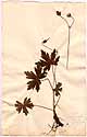 Geranium palustre L., framsida