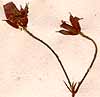 Geranium palustre L., blomställning x8