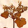 Geranium papilionaceum L., blommor x8