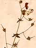Geranium phaeum L., närbild, framsida x3
