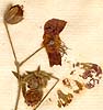 Geranium phaeum L., blomställning x8