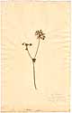 Geranium prolificum L., framsida