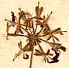 Geranium prolificum L., blomställning x8