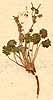 Geranium pusillum Burm. f., framsida x5