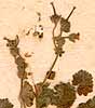 Geranium pusillum Burm. f., blomställning x8