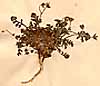 Geranium romanum L., närbild, framsida x2