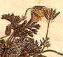 Geranium romanum L., blomställning x8