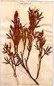 Geranium scabrum L., framsida