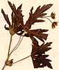 Geranium sibiricum L., framsida x5