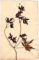 Geranium sibiricum L., framsida