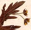 Geranium sibiricum L., blomställning x8