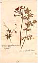 Geranium triste L., framsida