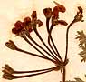 Geranium triste L., inflorescens x5