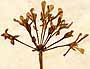 Geranium zonale L., blomställning x3