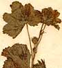 Geranium zonale L., inflorescens x8