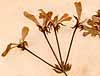 Geranium zonale L., inflorescens x5