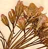 Geranium zonale L., blommor x8